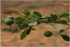 Pleiospermium alatum